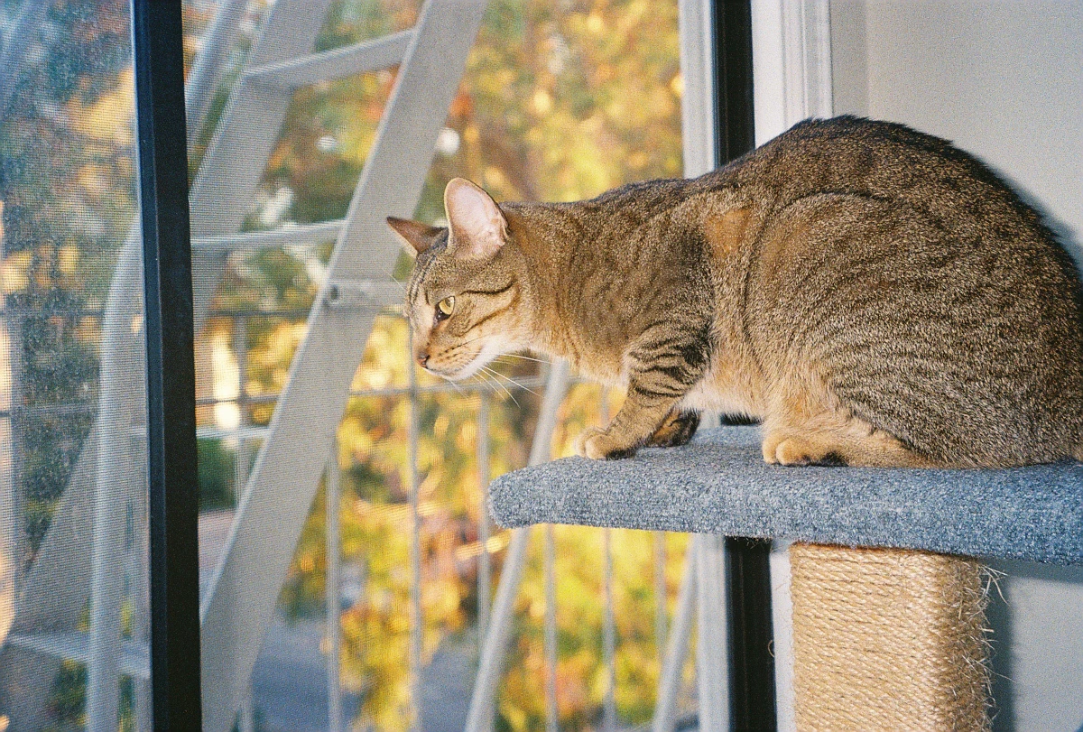 My cat watching over his kingdom